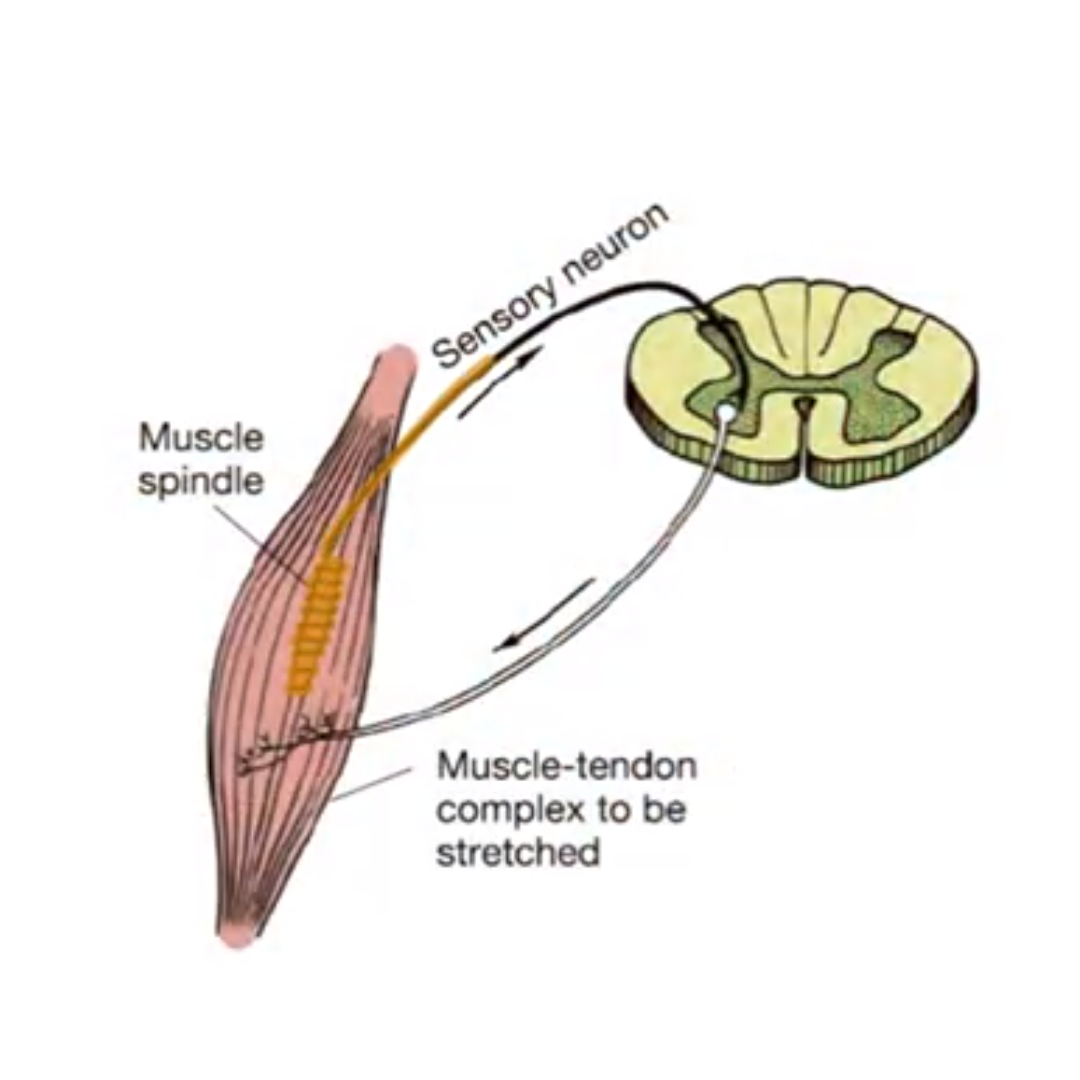 What Is Muscle Energy Technique MET 
